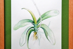 Aquarell_Martin_Haug_10_800px