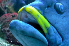 Grossmaulfisch_Haug_500px