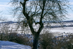 210214_Herz_Baum_Martin_Haug_1920px_iO