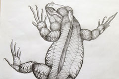 Leguan_Illustration_Martin_Haug_51_web
