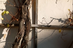 Weinrebenspalier_20151112_800px