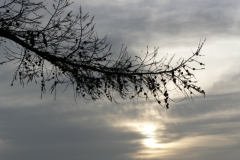 November_Zweig_Haug_800px