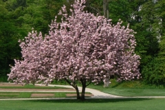 Bluehender_Baum_Haug_500px