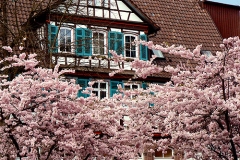 Bluehendes_Calw_Haug_500px