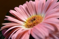 Gerbera_Haug_500px