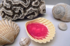 Schleckmuschel_Haug_500px