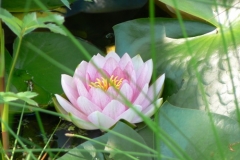 Seerose_Haug_500px