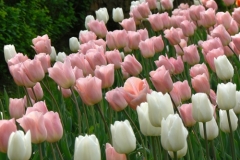 Tulpen_Haug_500px